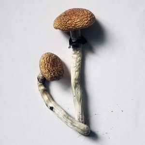 Golden Teacher Mushrooms